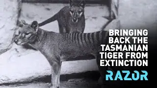 Bringing back the Tasmanian Tiger from extinction #RAZOR