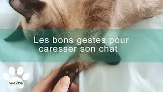 Les bons gestes pour caresser son chat | Assur O'Poil