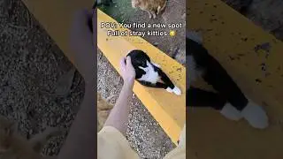 This is exactly why I want to make a kitty sanctuary! Too many kitties without a home! 🐱 #pov #cat
