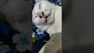 bilo vlog 22 #cat #shorts #cute #kitten #funnypet