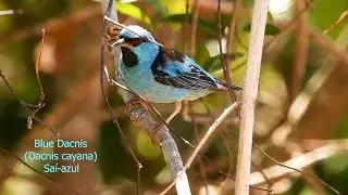 BLUE DACNIS male very agitated (DACNIS CAYANA), SA&Iacute; AZUL, Demarcating its territory, Colorful bird.