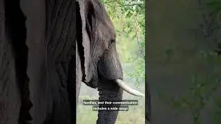 incredible size and strength to their fascinating social dynamics #animals #elephant