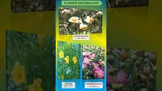 Top 10 [Flowers] and details around #flower #garden #flowervocabulary #trending #trendingshorts