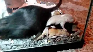 Vic's how to breed your gerbils