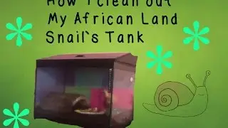 How I Clean Out My African Land Snail Tank