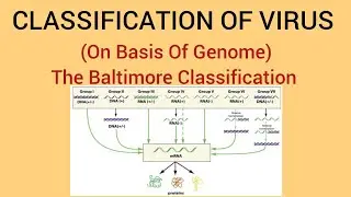 Classification Of Virus On Basis Of Genome(LEC#06) Baltimore Classification(Positive/Negative Sense)