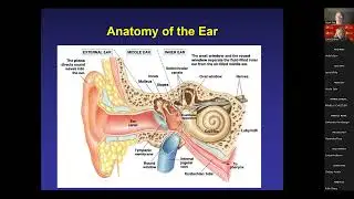 Brain Injury and Audiology