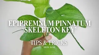 Epipremnum pinnatum &lsquo;Skeleton Key&rsquo; | Редкая трансформация листьев ароидных деревьев + советы эксп...