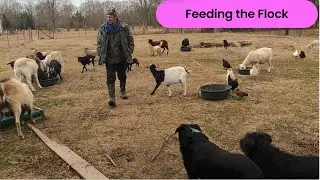 Morning Feed On the Farm with Mr. E.