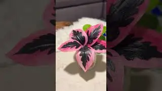 Paper plant making #like #art #lifeisbutadream #diy #painting #newsong #drawingtutorial #song