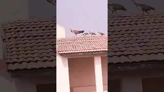 🦚#peacockfamily #birds #love #shorts 💙