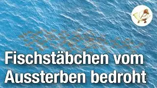 Fischst&auml;bchen vom Aussterben bedroht [Postillon24]