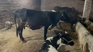 Black beauty neeli Ravi