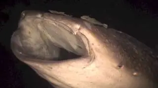 Whale Shark Feeding at Night Mar 2013