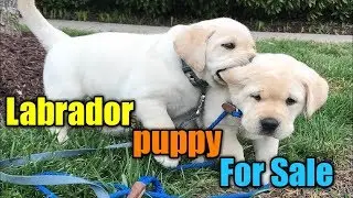 labrador puppy for sale in chip price | pitbull puppy for sale | Labrador puppy for sale |