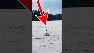 Crocodile Fakes To Be a Drowning Human (@lukman_arisma)