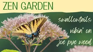 Zen Garden - Vibin&rsquo; With Some Swallowtails on Joe Pye Weed - natural sound