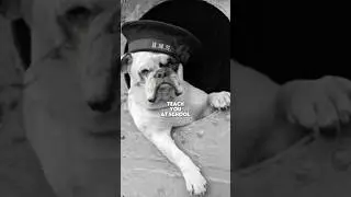 WW2 Animal Warfare Went Horribly Wrong
