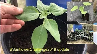 Potting on seedlings and #SunflowerChallenge2019 update - Nick's Allotment Diary #127