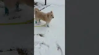 雪が降ったどー！ゴールデンドゥードルくうちゃん#もふもふ犬 #ミックス犬 #可愛い #大型犬