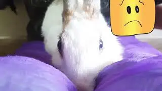 Sickness Treatment | My sick Rabbit | My Bunny Rabbit