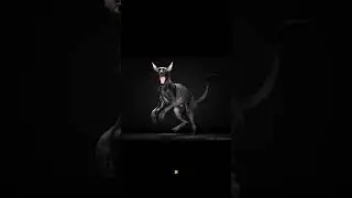 ⚠️ Изменено с помощью ИИ#YouTubeShorts#Viral#Trending#FYP#Cats#CatLovers#Catstagram#CornishRex