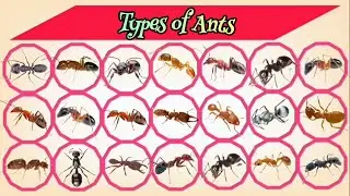 Different types of Ants / Ant Names Vocabulary /Ants name in English with pictures/ Vocabulary words