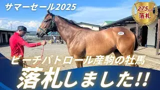 【地方馬主】サマーセール初参戦！275万円のビーチパトロール産駒の牡馬を落札しました！好馬体の馬を格安で購入できた裏側は…？