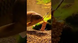 🔥 Fish 213 2K - You Won't Believe This! ✨