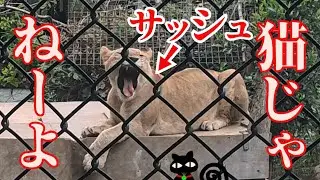 猫じゃねーよ～子ライオンサッシュ～　#ライオン#徳島#とくしま動物園#徳島#動物園#猫