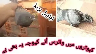 Kabotron ma virus aany ki waja ay b hoti hai 🕊@Birdsloverzone5535