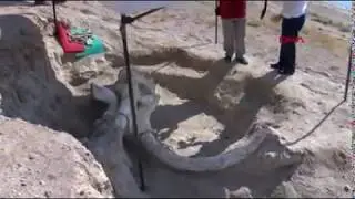 #Choerolophodon
