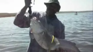lower Otay 20 pound blue 0001