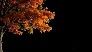 Beautiful orange leaves tree on black background | Tree branch black screen video 