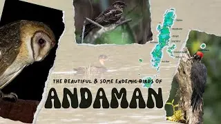 The beautiful & endemic birds of Andaman Island Part 1 #birds
