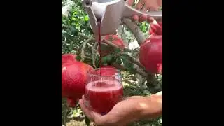 Pure Anar juice 🥤 || delicious recipe || wow