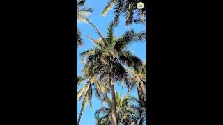 How to protect Coconut tree?