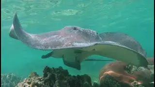 Whiptail Flyby