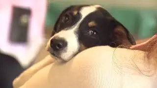 Local nonprofit offers homeless community vaccines, vet care for dogs