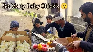 We Brought So Many Baby Chick's 🐤🐤 🥰😍|| Haseeb Home Birds.