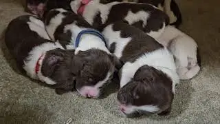 9 Day Old English Springer Spaniel Puppy's There Getting Bigger