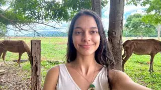 Começou a melhor época/ muito serviço aqui no sítio/ mecher com gado leiteiro e corte
