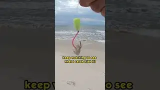 How to use sand fleas as bait! #sandfleas #fishbait #surffish #surffishing