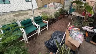 Thanks Giving Yard Cleaning: tomato & plant care : mindfulness #mindset #design #gardener #yolo #la 