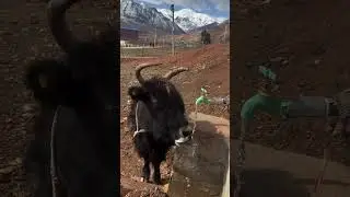 yak self drinking water the tap #2025 #yak #amazingfacts #cow #journeytothecenteroftheearth