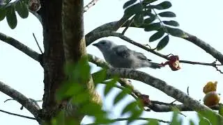 Blue-Gray Tanager (Thraupis episcopus episcopus) fledling, French Guiana
