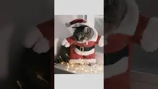 Cute Cat😻 Christmas Outfit🎄
