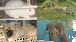 Exploring a Philippines Pet Shop - KOI VILLAGE PET MALL Virtual Tour Makati City
