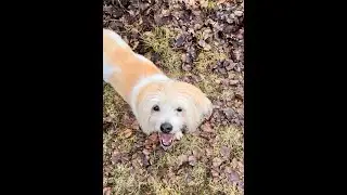 Windy Walk With Willow 1956 A Quiet Trail Journey With My Senior Dog, No Talking