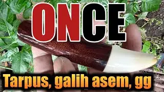 Triple galih asem, tarpus dan gading #once #galihasem #tarpus #gading